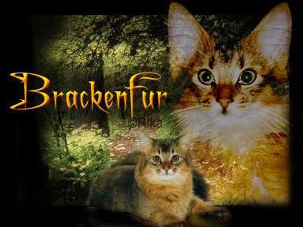 What Does Brackenfur Find In The Forest. On The Patrol To ShadowClan Territory, That Signals TwoLeg Activity?