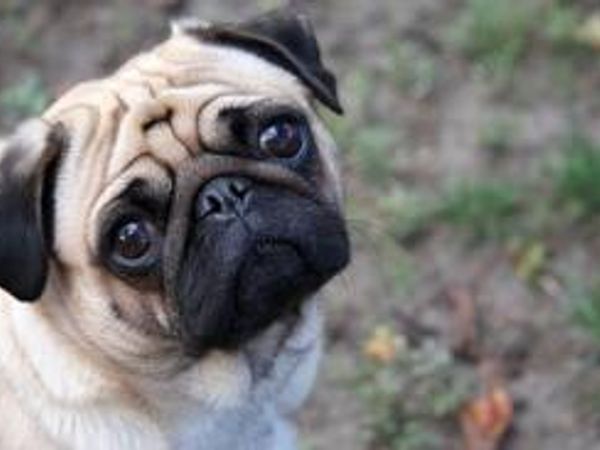 Pugs?