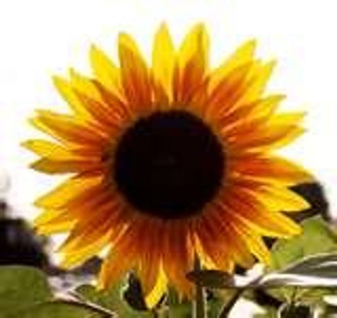 If you related your eyes to a sunflower, how would you describe them?