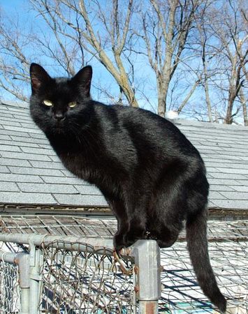 What do you do when you see a black cat?