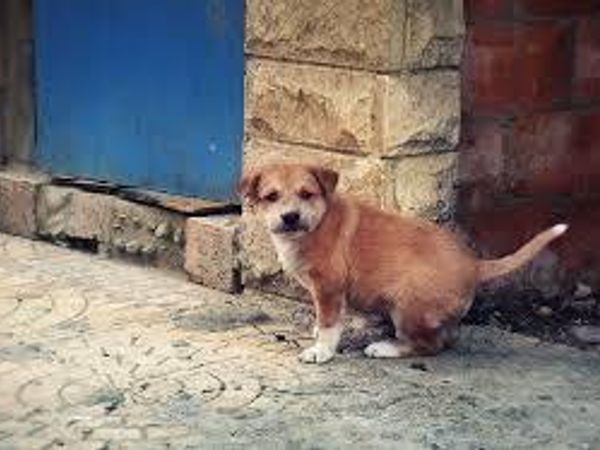 While you're walking down the street, you see a lost puppy huddling in the shadows. How is your reaction?