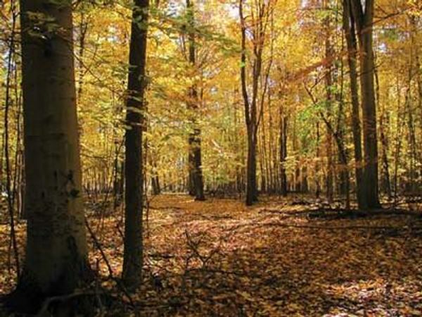 Would you rather nap in some shade away from others, play in a pile of leaves, or go exploring?