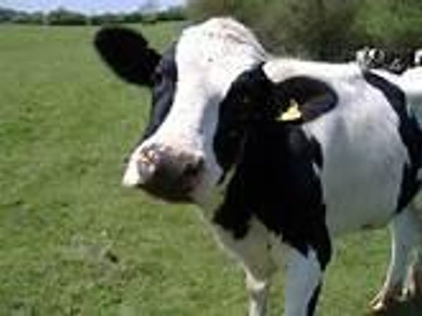 mooooooooo