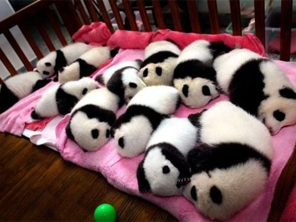 These pandas?