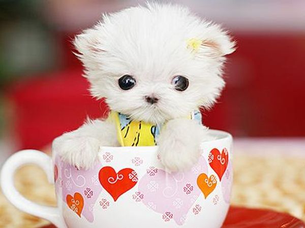 Pup In A Cup