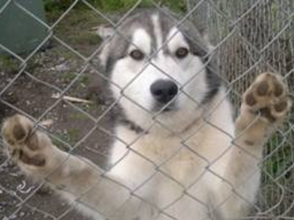 If you have a yard where your husky can play...  IS IT SAFE? WILL THE HUSKY BE ABLE TO ESCAPE??