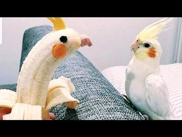 Burb has friends the 1st one is dis half-eaten banana with food stuffed in it his name is Bird-NANA he is one of the less close friends of burb