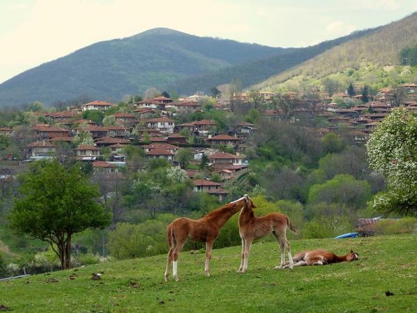 Would you rather live in an urban environment or a rural environment?