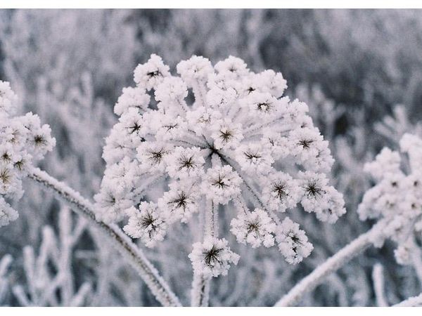 Me : Levi your next  Levi : Fine so quiz takers what do you think of a ice flower ? Hanji : What is that