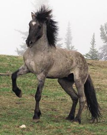 Which horse would you rather approach, a horse with: 1. Tail switching, pawing occasionally, ears flipped back. 2. Tail swishing and high, ears pricked, nickering.