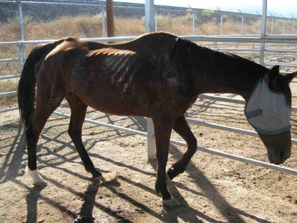 Your leg is bleeding and broken every step sends flaring pain through you. You need to keep traveling and moving your heard to warmer climates with more food, but your herd needs a leader, what do you do?