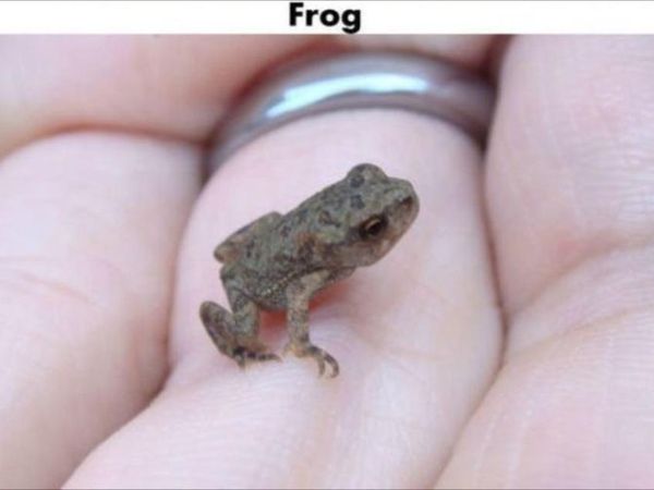 Are frogs that disgusting..?