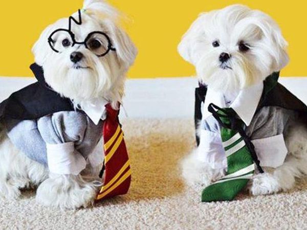 What pet would you choose to accompany you to Hogwarts?