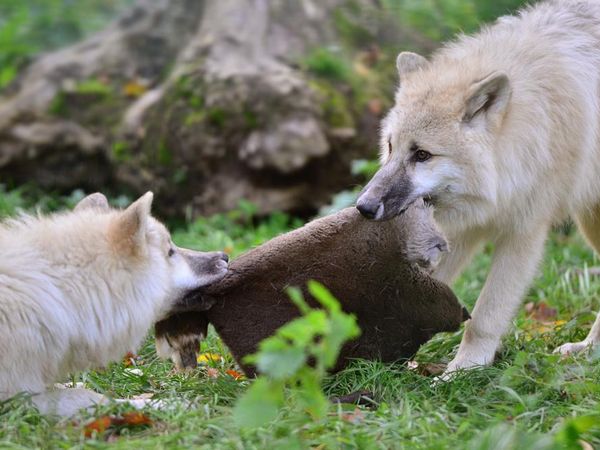 If you could teach a group of pups something, you would teach them to: