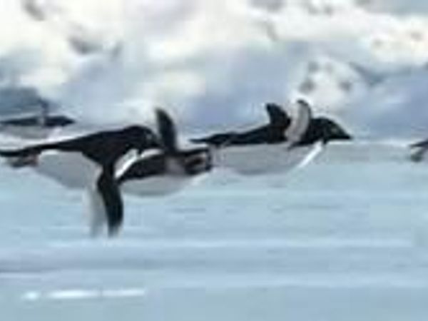 Penguins Take Flight.