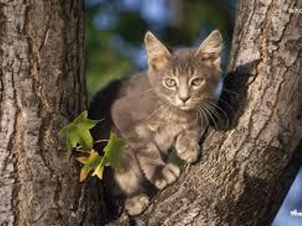 Would you save a kitten from in a tree?