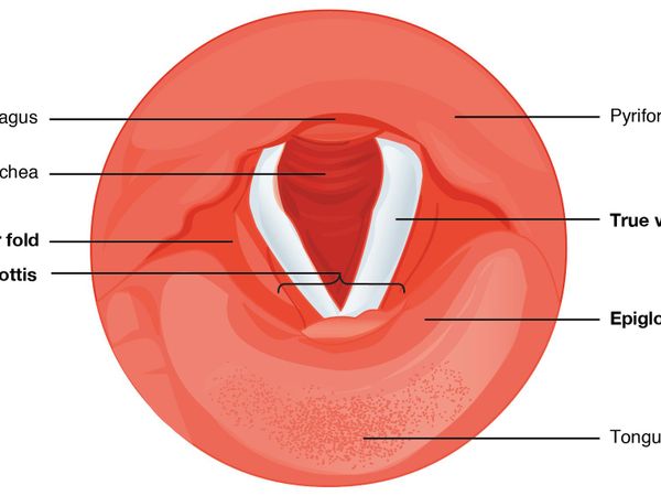 How would you describe your vocal range?