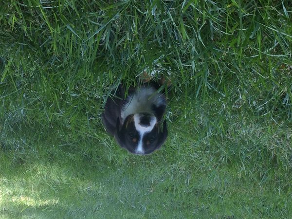 Do you have a high or low tolerance for barking?