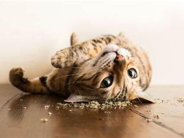 How do you feel about catnip in funny cat videos?