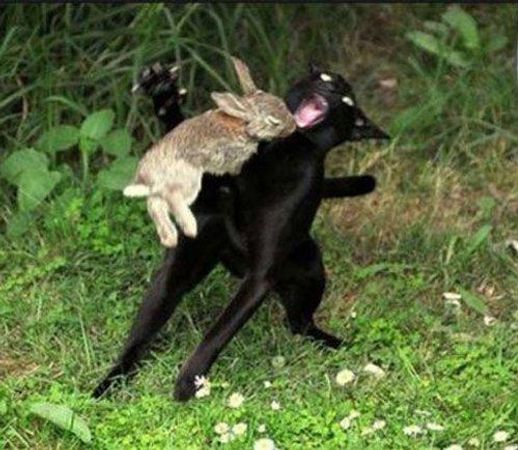 When Bunny's go Bad.