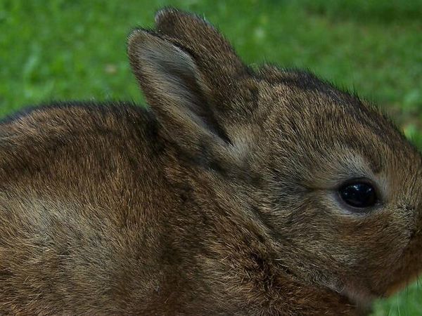 If you saw a wild bunny in the park,  what is your respnse?