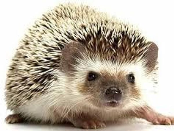 Pretend you're driving and you feel a bump. You pull over and look out your window. You see a hedgehog lying on the road. You just missed its body, and ran over its legs and arms so it can't walk or even get up. What do you do?