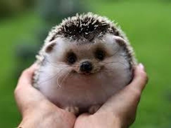 You heard the doorbell and went to get it since your parents were helping your oldest sister, Delia, take care of her new born baby boy, Jason. You smiled seeing a box filled with four hedgehogs and a cage with a little fox. You took them inside because the fox was clearly tame.