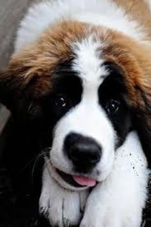 this is my absolute favorite type of dog in the world (St.Bernard) if this doesn't do anything I don't know what will?