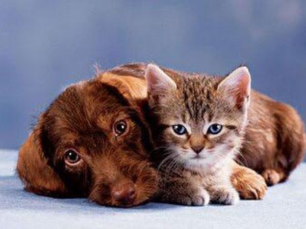 You just won a contest! You get a kitten or a puppy. Which one?