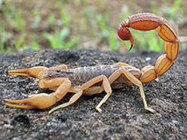 Scorpions? Usually deep fried on a stick with any season you'd like.