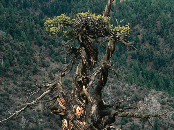 Turns out the big Hairy creature was just the trees blowing in the wind.