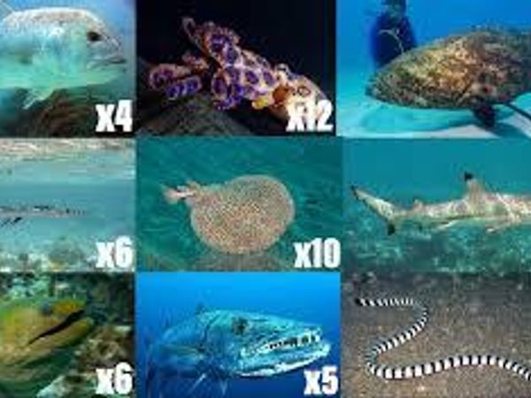 Choose a preferred aquatic creature.