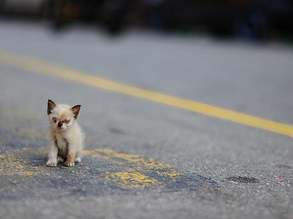 Have you ever saved a stray dog/kitten?