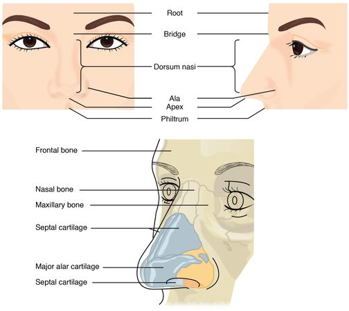 How do you maintain your eyebrows?