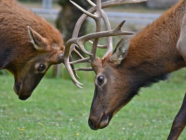 How do you feel about the use of animals in sports or competitions?