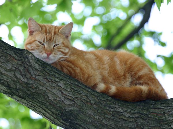 There is a cat in a tree and you are late for work. What do you do?