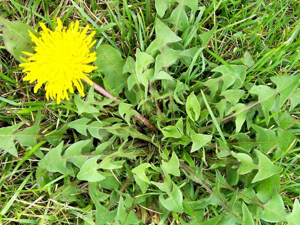 You look over at your neighbours house and they have a shit ton of weeds on their lawn! What do you do?