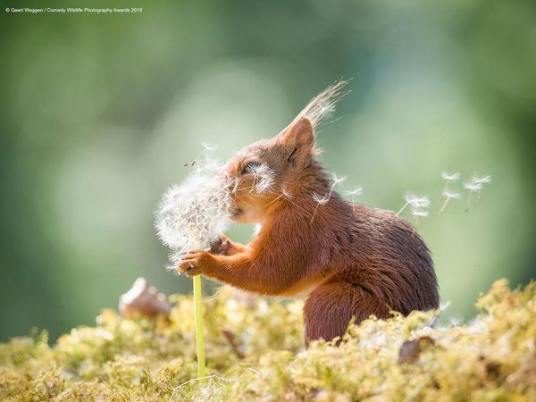 What kind of funny animal video do you prefer?