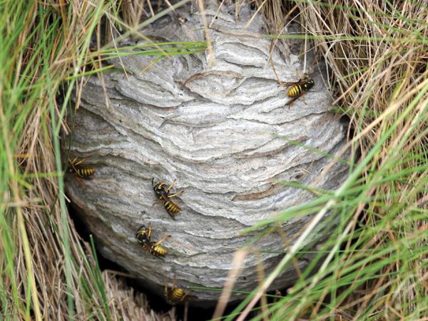 You find a tracker-jacker nest, so you...