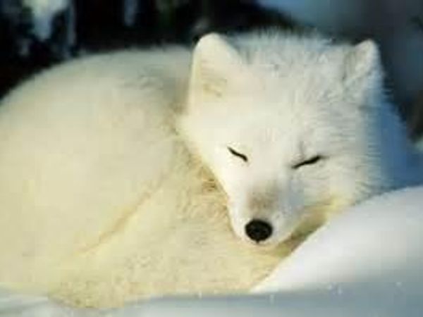 If you found an abanded Artic fox cub would you help it?