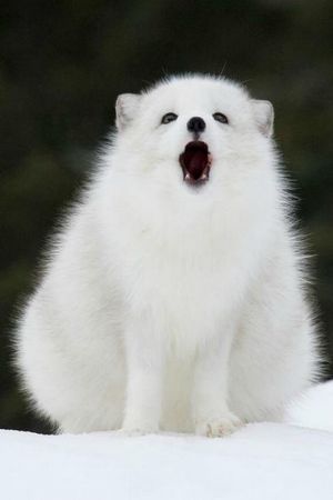 The Arctic Fox yip yip yips at you.