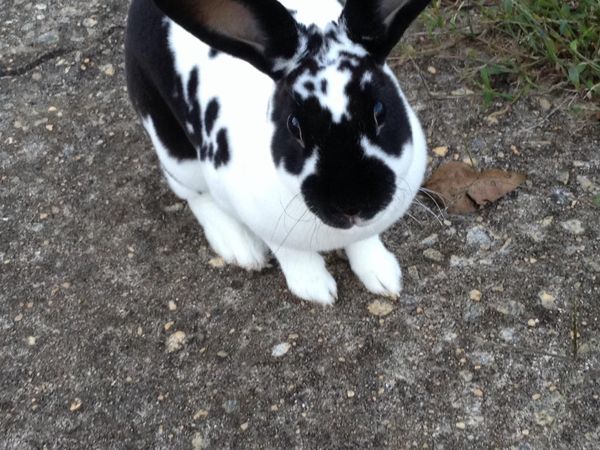 On a scale from 1-10 (1 is least, 10 is most) how much do you love bunnies?