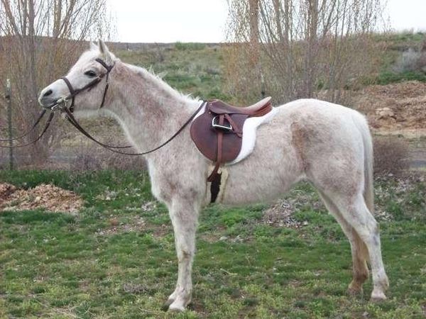 Are you willing to do the toughest barn chores to ride?