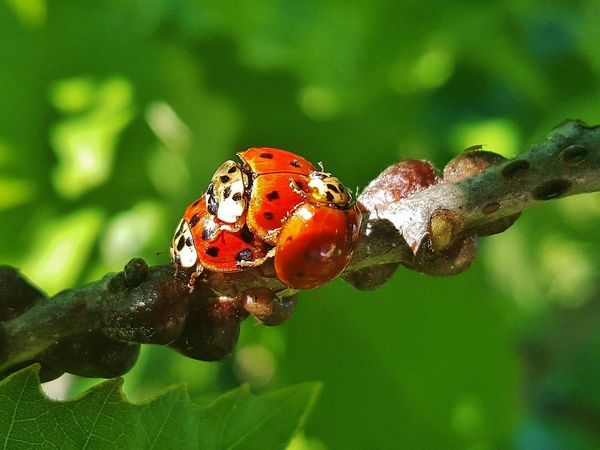 How do you handle garden pests?