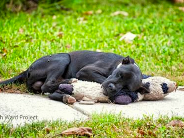 You are riding your bike in the park when you see a wounded stray dog limping around the sidewalk. What do you do?