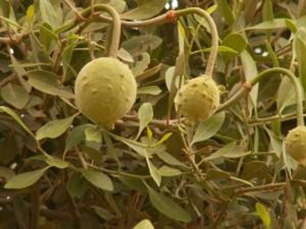 Bush orange. Bush orange is a fruit, native to Australia. In season from November to May, they are small green fruits that turn yellow when ripe. They are said to taste like mangoes.