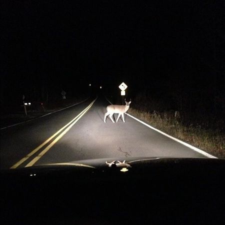 You're driving home at night and you stun a deer in your headlights. How do you handle this?