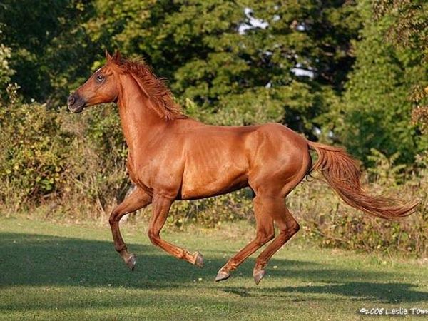 How fast can a horse gallop?