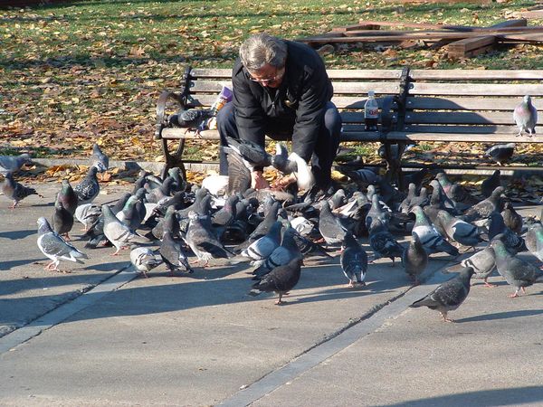 What's your opinion on feeding pigeons in public places?