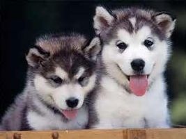 Husky Lovers!